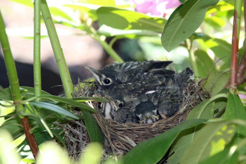 5 - Nest getting crowded by May 21